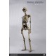 Human Skeleton Diecast COO 1/6 Model