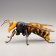REVOGEO Japanese Giant Hornet Kaiyodo