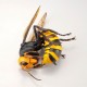 REVOGEO Japanese Giant Hornet Kaiyodo
