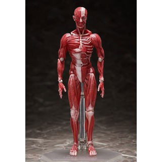 figma Human Anatomical Model FREEing