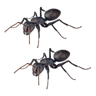 REVO GEO Japanese Carpenter Ant Kaiyodo