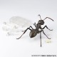 REVO GEO Japanese Carpenter Ant Kaiyodo