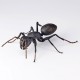 REVO GEO Japanese Carpenter Ant Kaiyodo