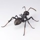 REVO GEO Japanese Carpenter Ant Kaiyodo