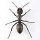 REVO GEO Japanese Carpenter Ant Kaiyodo