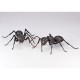 REVO GEO Japanese Carpenter Ant Kaiyodo