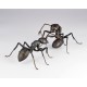 REVO GEO Japanese Carpenter Ant Kaiyodo