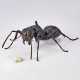 REVO GEO Japanese Carpenter Ant Kaiyodo