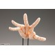 ARTIST SUPPORT ITEM Takahiro Kagami HAND MODEL/L PALE ORANGE 1/1 Kotobukiya