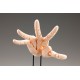 ARTIST SUPPORT ITEM Takahiro Kagami HAND MODEL/R PALE ORANGE 1/1 Kotobukiya