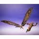 S.H.MonsterArts SUKO and MOTHRA (2024) FROM GODZILLA x KONG: THE NEW EMPIRE Bandai Limited