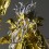 Saint seiya Myth Cloth EX Ophiuchus Odysseus Bandai Limited