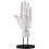 Takahiro Kagami ARTIST SUPPORT ITEM HAND MODEL MENS/R WHITE 1/1 Kotobukiya