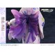 PRISMA WING The Angel Next Door Spoils Me Rotten Mahiru Shiina 1/7 Prime 1 Studio