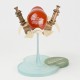IMAGINARY DEVICE No.01 GOLD FISH Scarlet MODEL SQUAD
