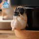 ANIMAL LIFE Baby Yoga Dog BOX Of 8 Yendar