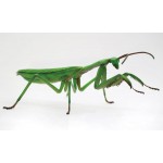 Jiyuu Kenkyuu Series No.23 Living Things Japanese Giant Mantis Plastic Model Kit Fujimi